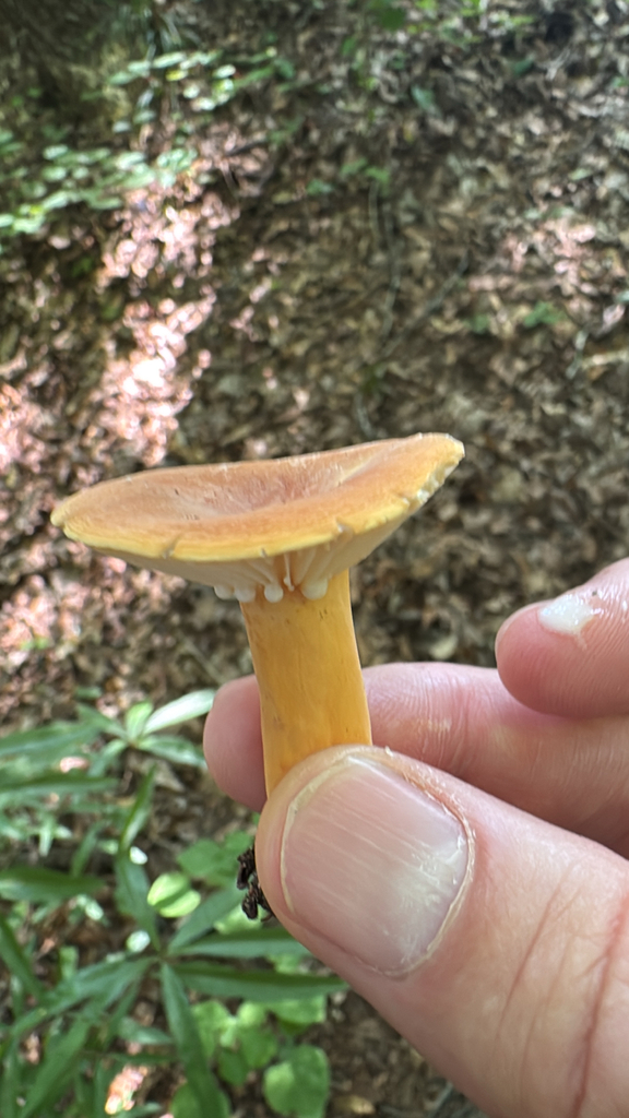 hygrophorus milkcap