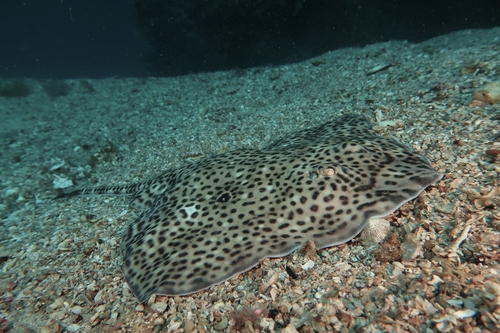 Speckled ray (Raja polystigma) — Rajidae — 3