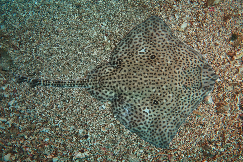 Speckled Ray