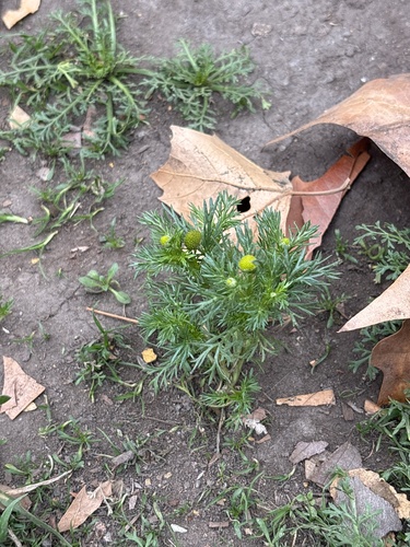 pineapple-weed