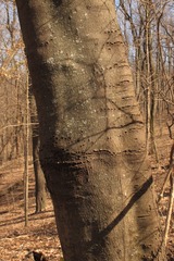 Cladrastis kentukea