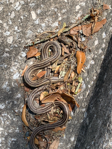 Eastern Ratsnake