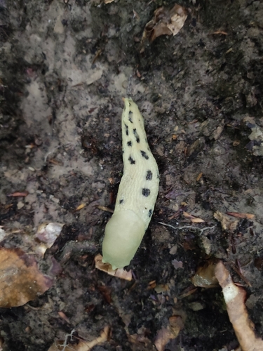 Ash-black Slug