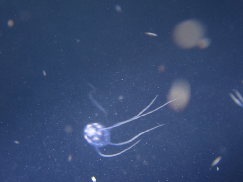 Copula sivickisi observed 2026-06-13