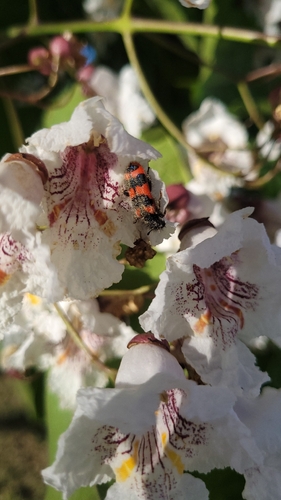 Bee-eating Beetle