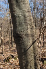 Cladrastis kentukea