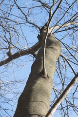 Cladrastis kentukea