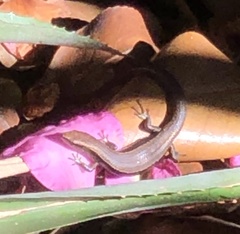 Lampropholis guichenoti