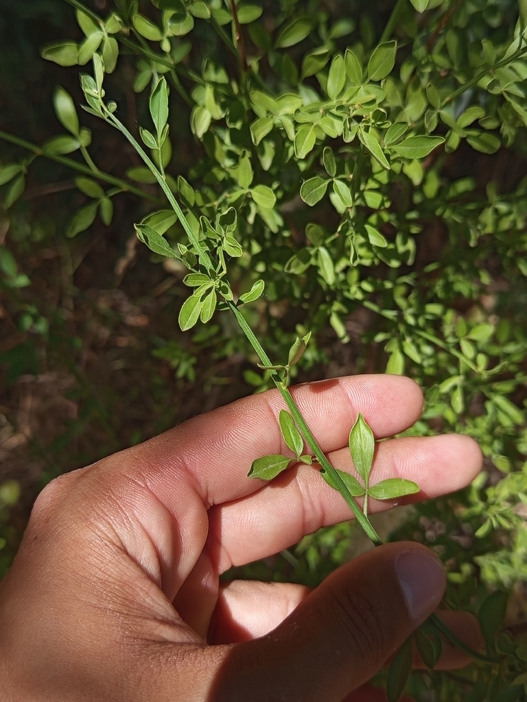 Chrysojasminum fruticans, 45122 Argés, Toledo, España, by alberto_ortego_garcia