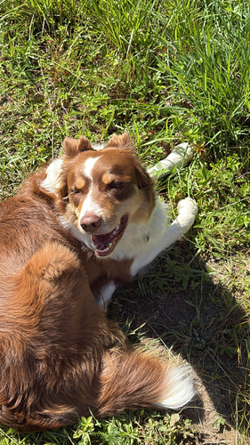 Domestic Dog photographed in Virginia