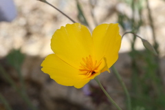 Eschscholzia androuxii