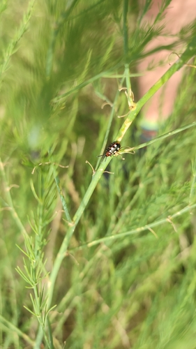 Common Asparagus Beetle