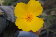 Eschscholzia androuxii