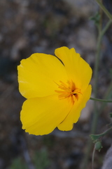 Eschscholzia androuxii