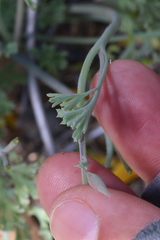 Eschscholzia androuxii