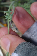 Eschscholzia androuxii
