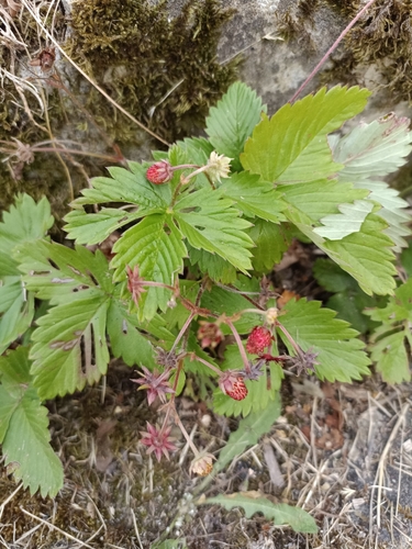 woodland strawberry