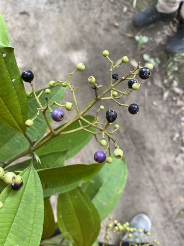 Miconia cooperi observed 2026-06-13