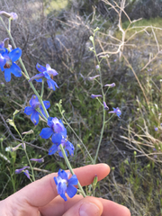 Delphinium parryi