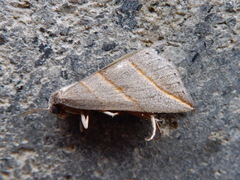 Colobochyla salicalis