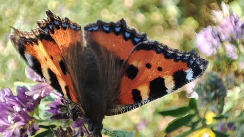 Small Tortoiseshell