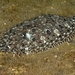 Blotched Flounder - Photo (c) Izuzuki, some rights reserved (CC BY-SA)