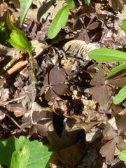 Anemonoides quinquefolia