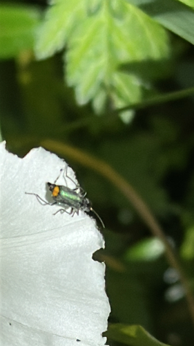 Gelbstirniger Warzenkäfer