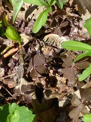 Anemonoides quinquefolia