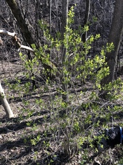 Lonicera