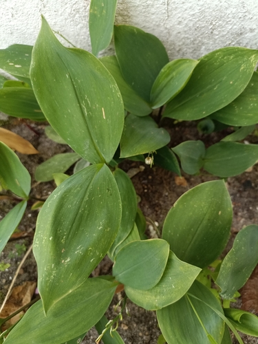 European lily of the valley