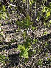 Lonicera
