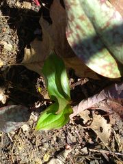 Trillium grandiflorum