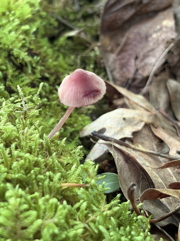 Bleeding Fairy Helmet · June 2026 · photo: Photo: (c) Julie Travaglini, some rights reserved (CC BY) · iNaturalist