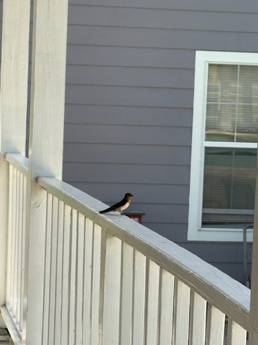 Barn Swallow