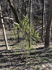 Lonicera