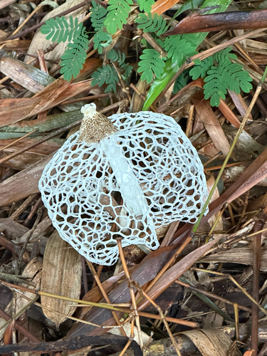 bridal veil stinkhorn