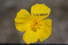 Eschscholzia androuxii