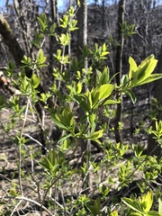 Lonicera