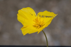 Eschscholzia androuxii