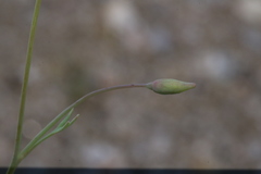 Eschscholzia androuxii