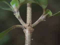 Coprosma wallii