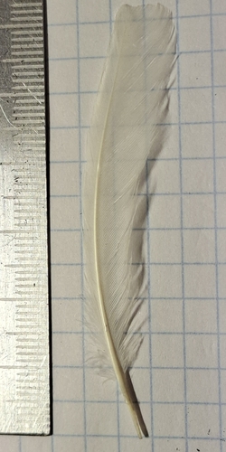Plume de Bruant des neiges