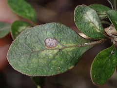 Coprosma wallii