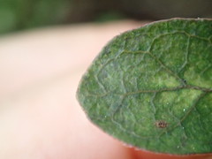 Coprosma wallii