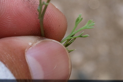 Eschscholzia androuxii