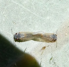 Ctenarytaina eucalypti
