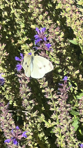Small White