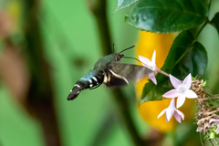 Macroglossum micacea