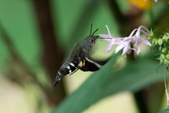 Macroglossum micacea
